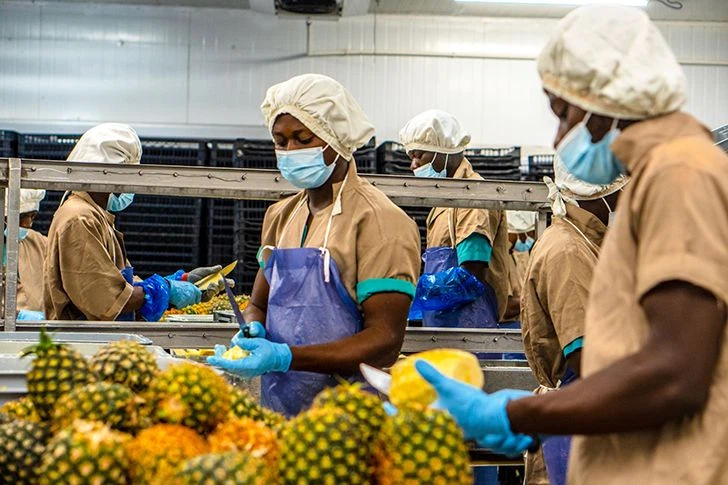Verarbeitungsschritt: Ananas schälen (©HPW)