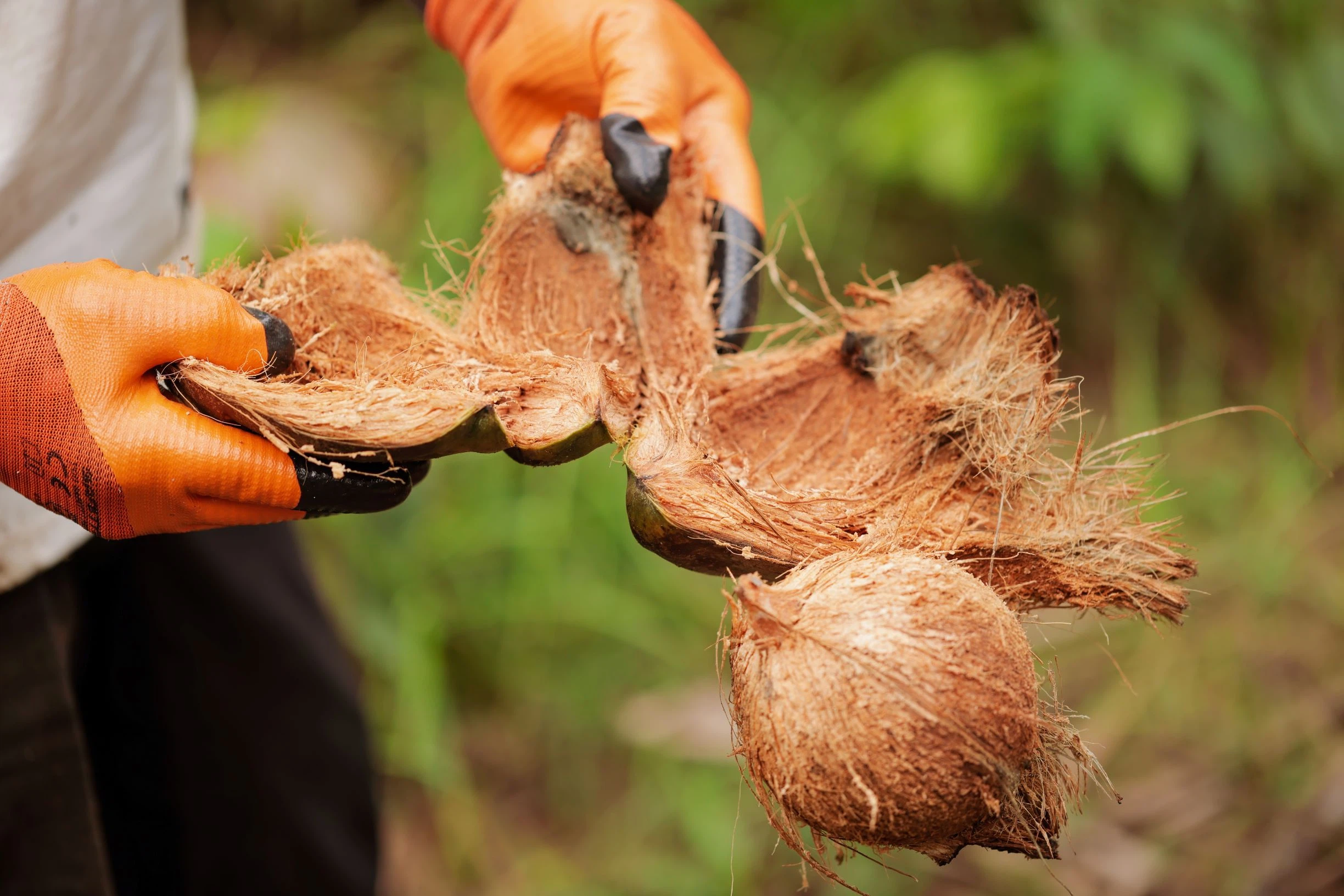 Die äußere Schale wird direkt auf dem Feld entfernt (©HPW) 