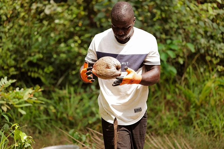 Die Kokosnüsse werden aufgesammelt – nicht gepflückt! (©HPW)