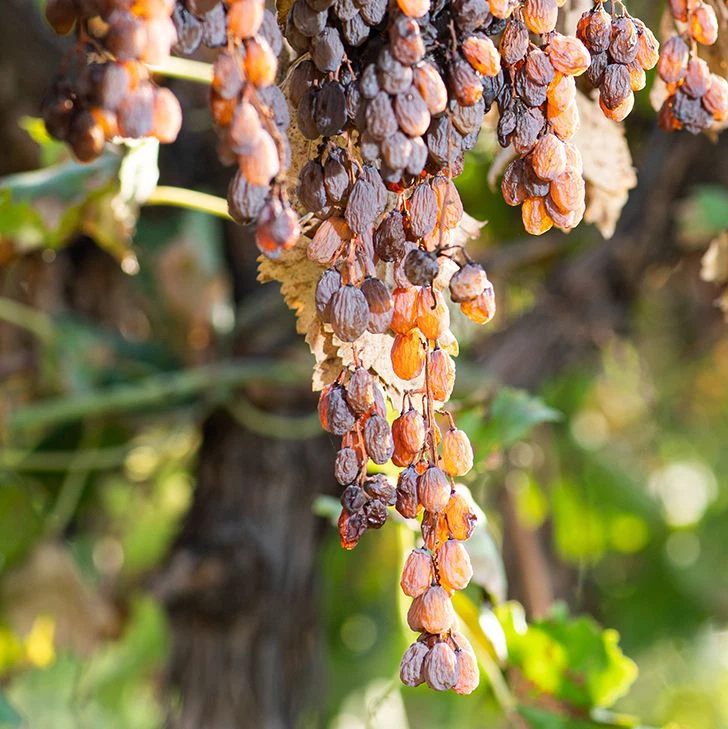 Hängend getrocknet werden die Sultaninen besonders süß (© Carpe Diem)