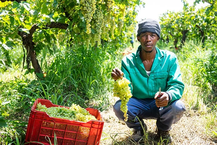 Die saftigsten Trauben werden schon bei der Ernte ausgewählt (© Carpe Diem)