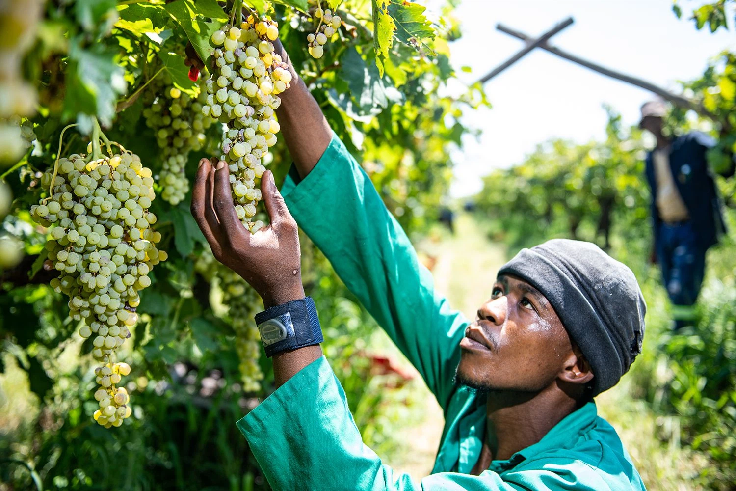 Die „Orange River“ wird geerntet (© Carpe Diem)