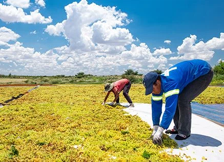 Die Trauben werden sortiert (© Carpe Diem)