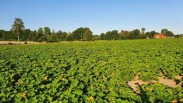 Das Kürbisfeld in der Lüneburger Heide