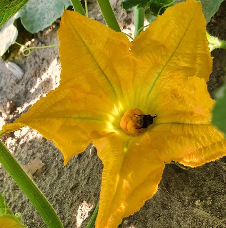 Der Kürbis blüht in schönstem Gelb