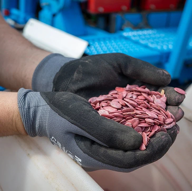 Kürbiskerne für die Aussaat