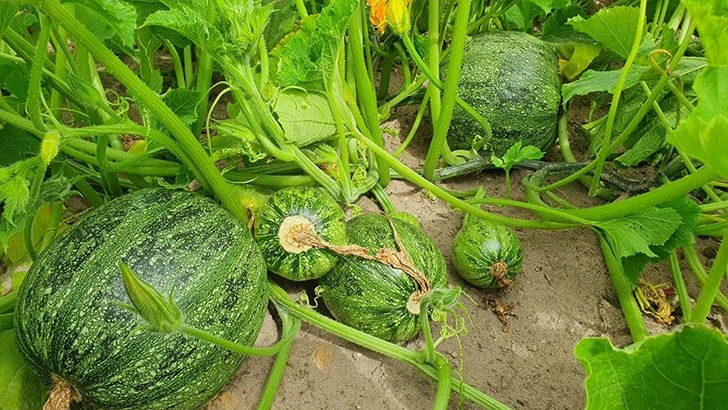 Die Kürbisse vor der Ernte