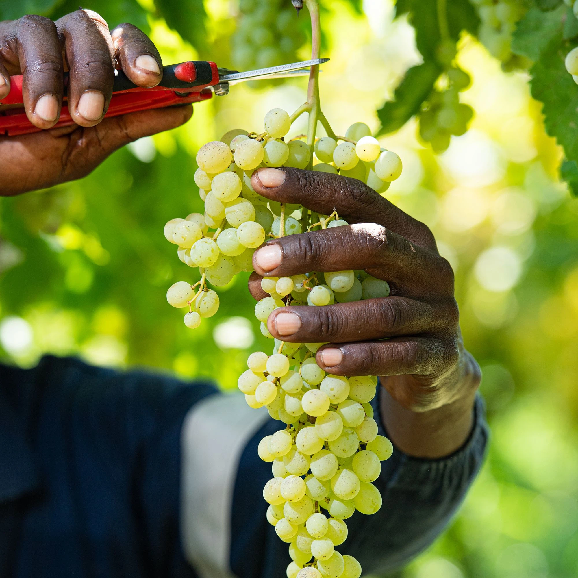 Traubensorte „Orange River“: Besonders saftig (© Carpe Diem)