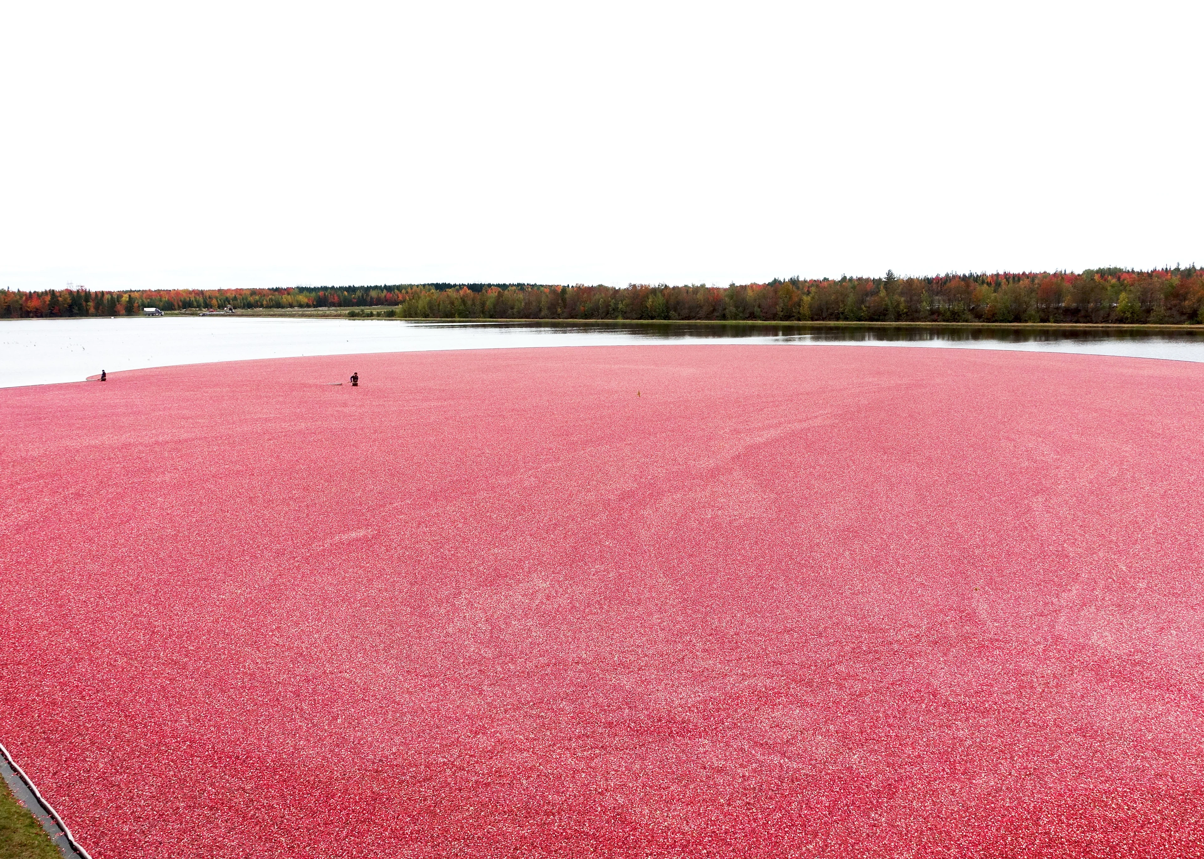 Ernte der Cranberries: Die Felder werden geflutet