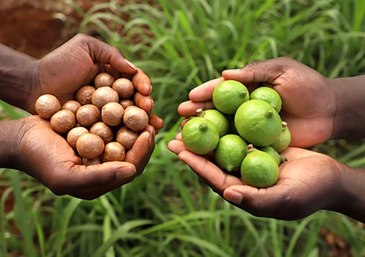 Macadamias: Links in der harten Schale, rechts noch ummantelt mit Fruchtfleisch (© Limbua)