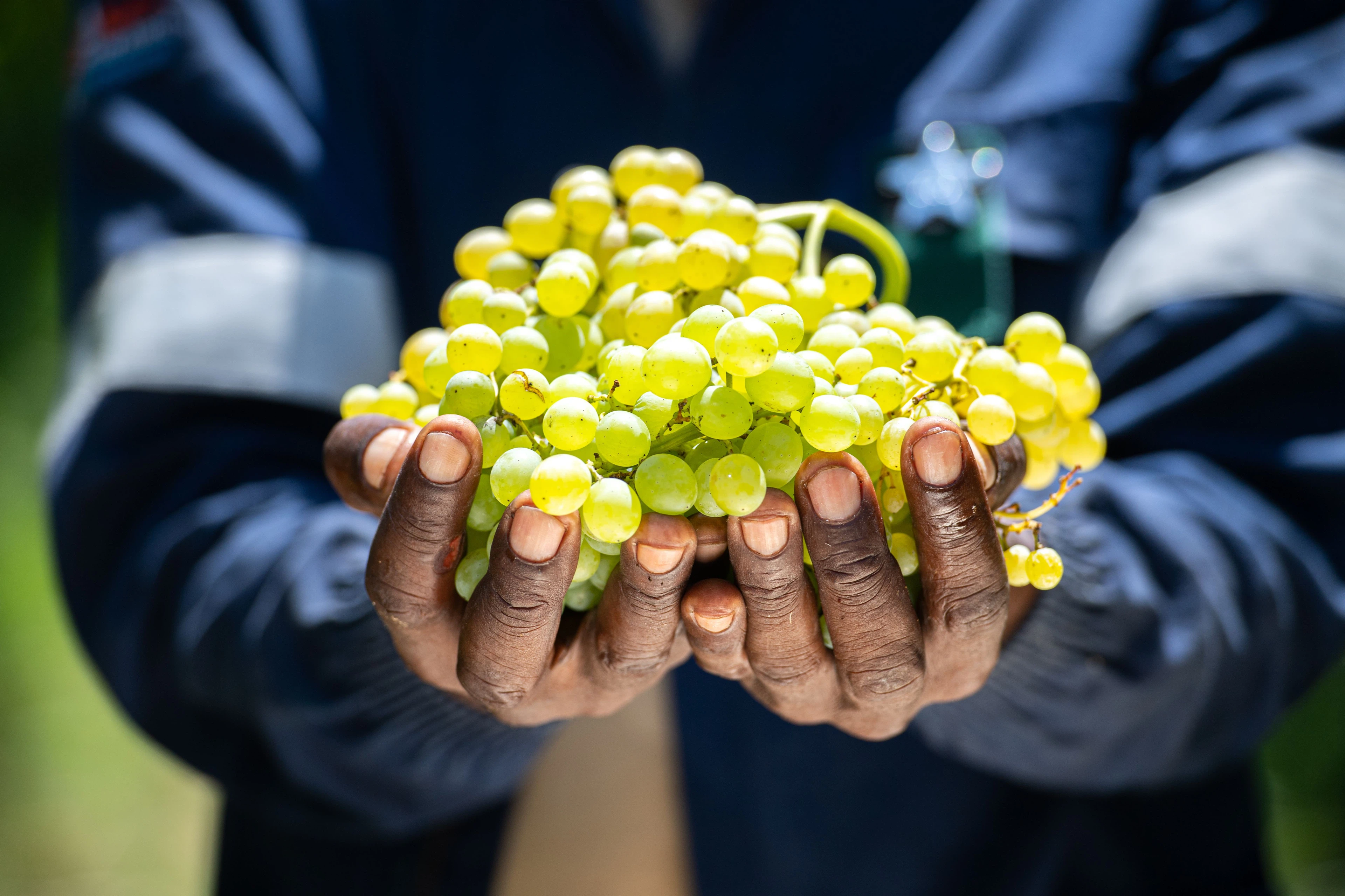 „Orange River“: eine der saftigsten Sorten (© Carpe Diem)